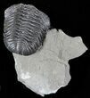 Large Eldredgeops Trilobite (Head Tucked) - New York #32451-3